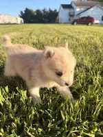 Matty, a male Pomsky for sale in Michigan City, IN – 1 of 3