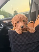 Rio, a female Miniature Goldendoodle for sale in Michigan City, IN – 3 of 6