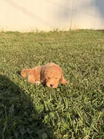 Fez, a male Miniature Goldendoodle for sale in Michigan City, IN – 6 of 6