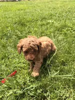 Roger, a male Miniature Goldendoodle for sale in Michigan City, IN – 4 of 5
