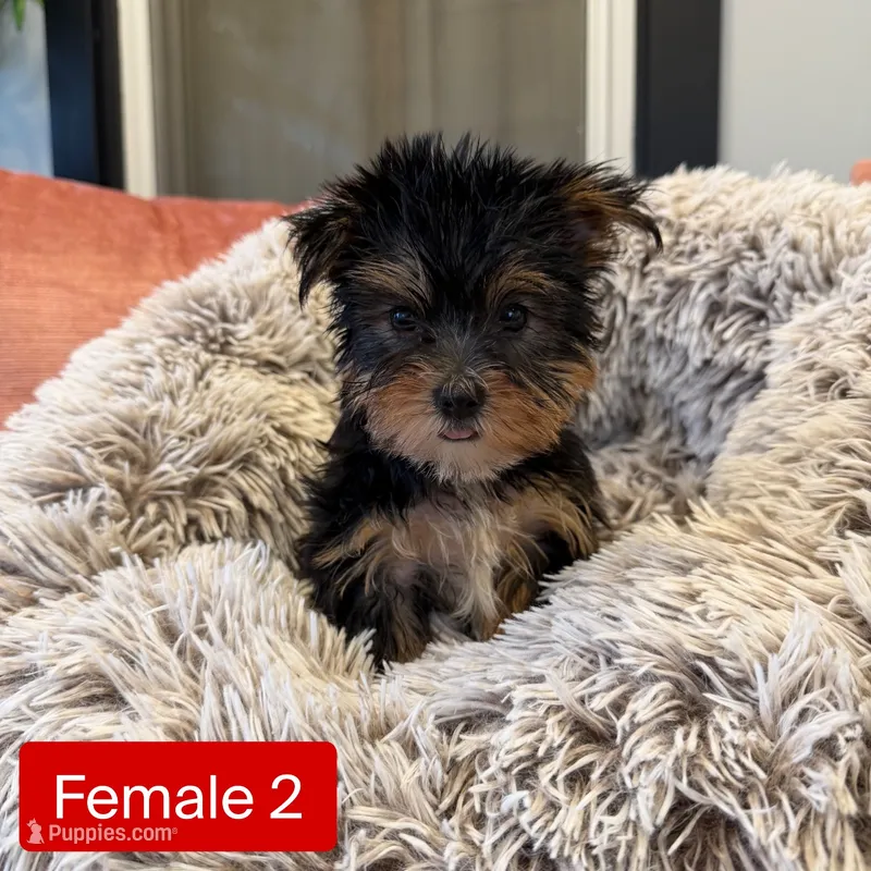 Female 2 – Yorkshire Terrier puppy for sale in Michigan City, IN