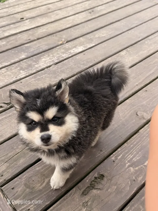 Yeti – Chow Chow puppy for sale in Michigan City, IN
