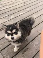 Yeti, a female Chow Chow for sale in Michigan City, IN – 1 of 6