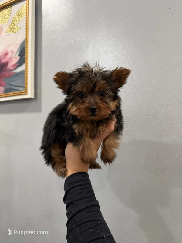 Phoebe  – Yorkshire Terrier puppy for sale in Michigan City, IN