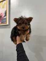 Phoebe , a female Yorkshire Terrier for sale in Michigan City, IN – 1 of 4