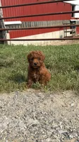 Mable, a female Miniature Goldendoodle for sale in Michigan City, IN – 2 of 5