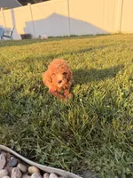 Jade, a female Miniature Goldendoodle for sale in Michigan City, IN – 3 of 5