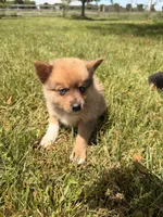 Oso, a male Pomsky for sale in Michigan City, IN – 3 of 5