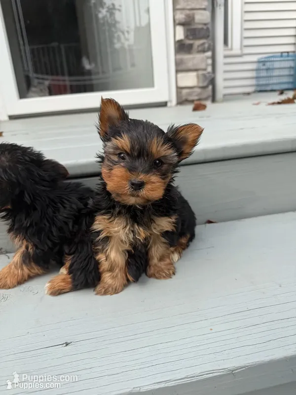 Bandit  – Yorkshire Terrier puppy for sale in Michigan City, IN