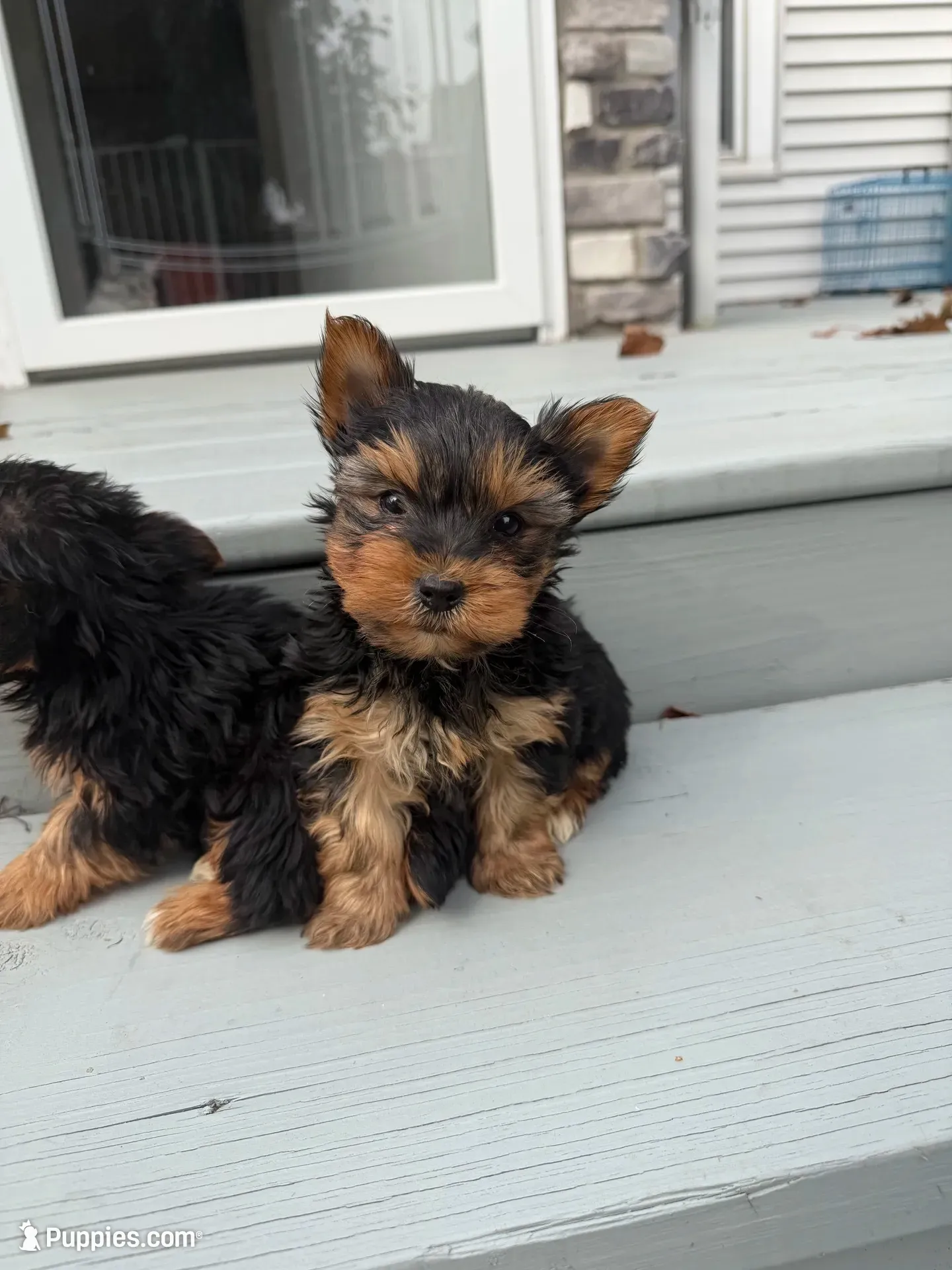 Bandit , a male Yorkshire Terrier for sale in Michigan City, IN – 1 of 4