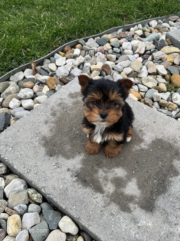 Bear – Yorkshire Terrier puppy for sale in Michigan City, IN