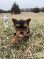 Bear, a male Yorkshire Terrier for sale in Michigan City, IN – Photo 2 of 4