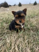 Bear, a male Yorkshire Terrier for sale in Michigan City, IN – Photo 4 of 4