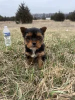 Bear, a male Yorkshire Terrier for sale in Michigan City, IN – Photo 3 of 4