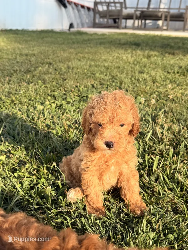 Fez – Miniature Goldendoodle puppy for sale in Michigan City, IN