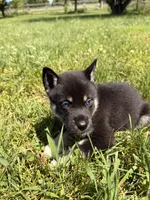 Tucker, a male Pomsky for sale in Michigan City, IN – 2 of 4