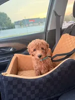 Rio, a female Miniature Goldendoodle for sale in Michigan City, IN – 1 of 6