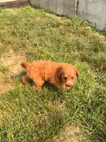 Misty, a female Miniature Goldendoodle for sale in Michigan City, IN – 2 of 4
