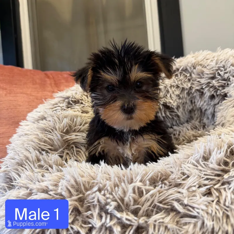 Male 1 – Yorkshire Terrier puppy for sale in Michigan City, IN