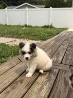 Koda, a male Pomsky for sale in Michigan City, IN – 2 of 4