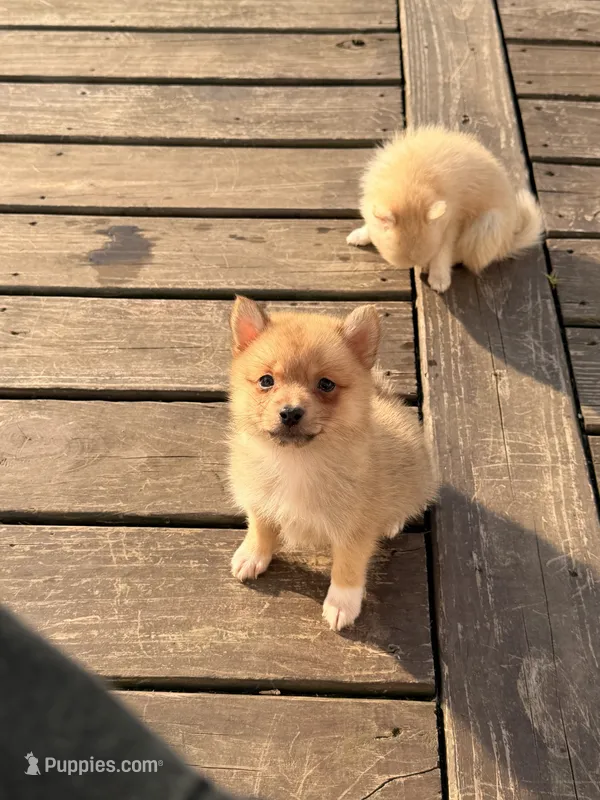 Papi – Pomchi puppy for sale in Michigan City, IN