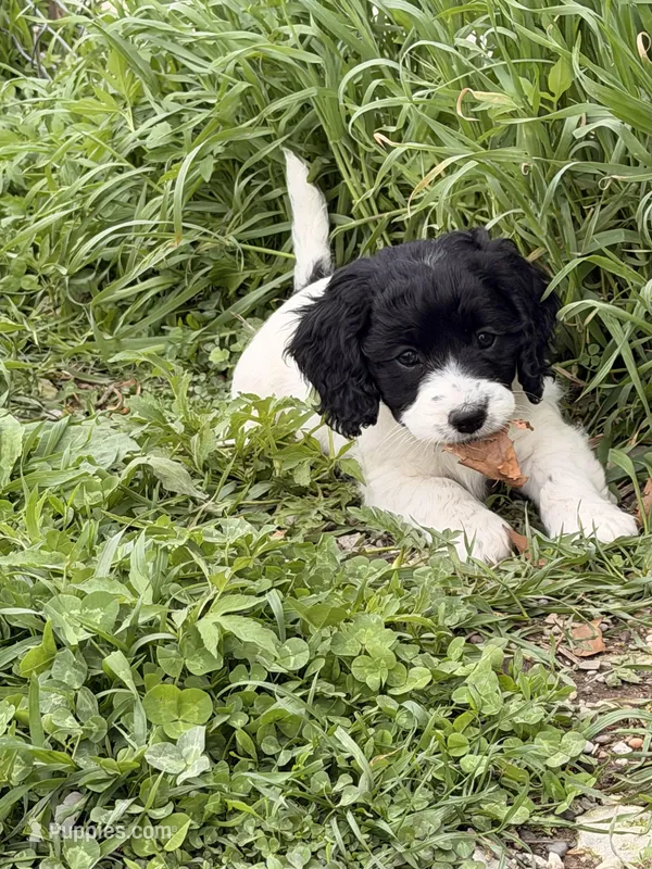 Jasmin – Cockapoo puppy for sale in Michigan City, IN