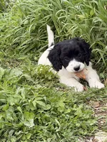 Jasmin, a female Cockapoo for sale in Michigan City, IN – Photo 1 of 3