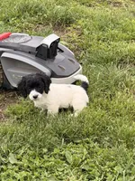 Jasmin, a female Cockapoo for sale in Michigan City, IN – Photo 3 of 3