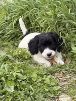 Jasmin, a female Cockapoo for sale in Michigan City, IN – Photo 2 of 3