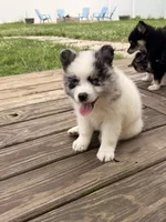 Koda, a male Pomsky for sale in Michigan City, IN – 4 of 4