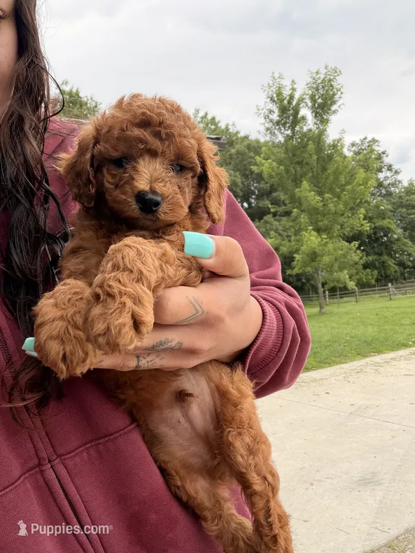 Sparky  – Miniature Goldendoodle puppy for sale in Michigan City, IN