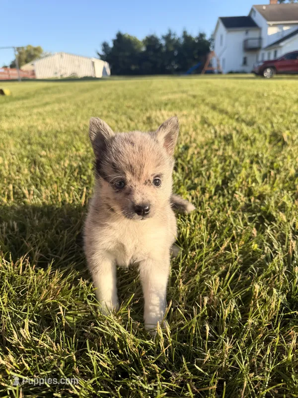 Jimmy, a male Pomsky for sale in Michigan City, IN – 1 of 3