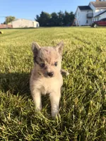 Jimmy, a male Pomsky for sale in Michigan City, IN – 1 of 3