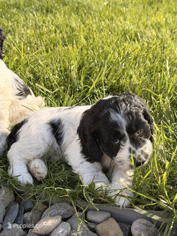 Prince – Cockapoo puppy for sale in Michigan City, IN