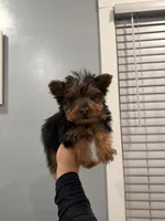 Fletcher, a male Yorkshire Terrier for sale in Michigan City, IN – 3 of 3