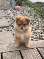 Bambi, a female Pomeranian for sale in Michigan City, IN – 5 of 5