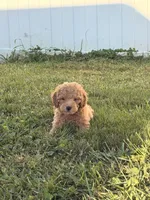 Fez, a male Miniature Goldendoodle for sale in Michigan City, IN – 2 of 6