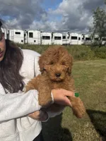 Channel, a female Miniature Goldendoodle for sale in Michigan City, IN – 2 of 5