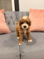Max, a male Miniature Goldendoodle for sale in Michigan City, IN – 4 of 4