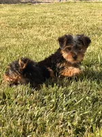 Jasper, a male Yorkshire Terrier for sale in Michigan City, IN – 2 of 3