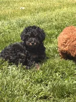 Brownie, a female Poodle - Toy  for sale in Michigan City, IN – 2 of 2