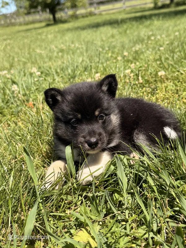 Sammy – Pomsky puppy for sale in Michigan City, IN