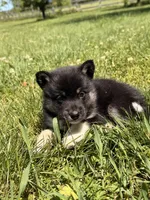 Sammy, a male Pomsky for sale in Michigan City, IN – 1 of 4