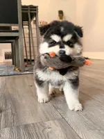 Yeti, a female Chow Chow for sale in Michigan City, IN – 3 of 6