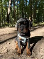 Brusier, a male Rottweiler for sale in Michigan City, IN – 3 of 4