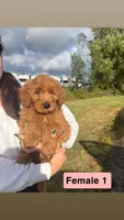 Mia, a female Miniature Goldendoodle for sale in Michigan City, IN – 2 of 5