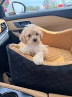 Roscoe , a male Miniature Goldendoodle for sale in Michigan City, IN – 2 of 3