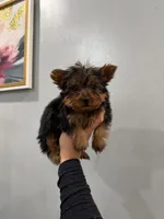 Phoebe , a female Yorkshire Terrier for sale in Michigan City, IN – 3 of 4