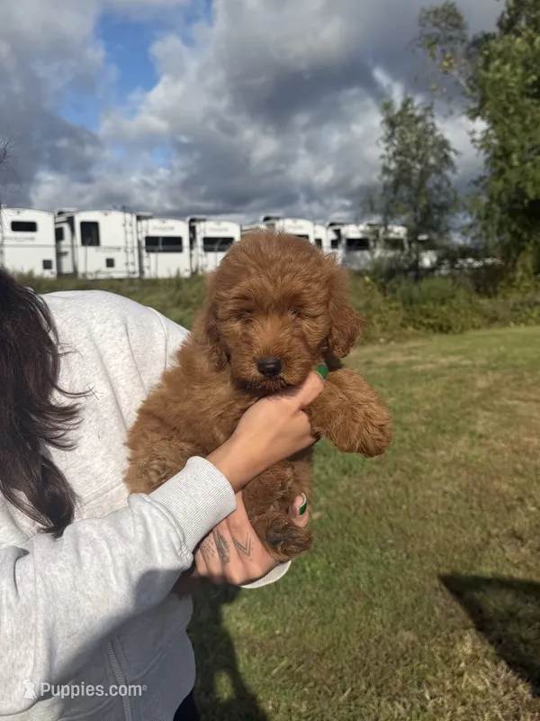 Reba – Miniature Goldendoodle puppy for sale in Michigan City, IN
