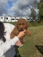 Reba, a female Miniature Goldendoodle for sale in Michigan City, IN – 1 of 5